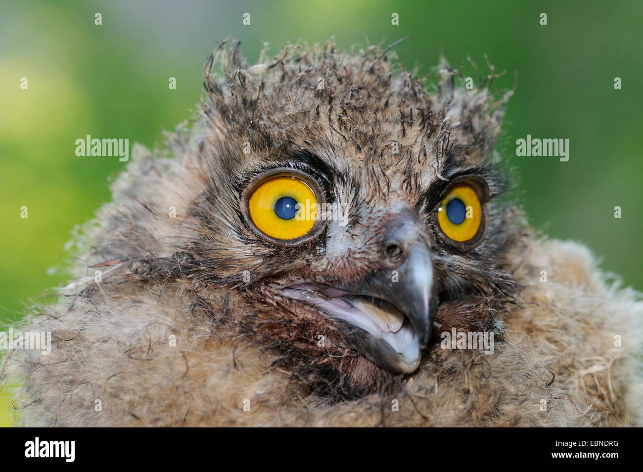 northern eagle owl (Bubo bubo), four weeks old fledgeling, Germany, Baden-Wuerttemberg Stock Photo