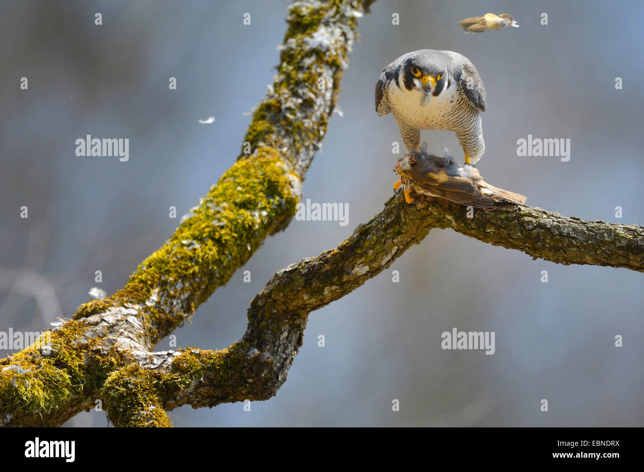 peregrine falcon (Falco peregrinus), male with prey, Song Thrush (Turdus philomelos), Germany, Baden-Wuerttemberg Stock Photo