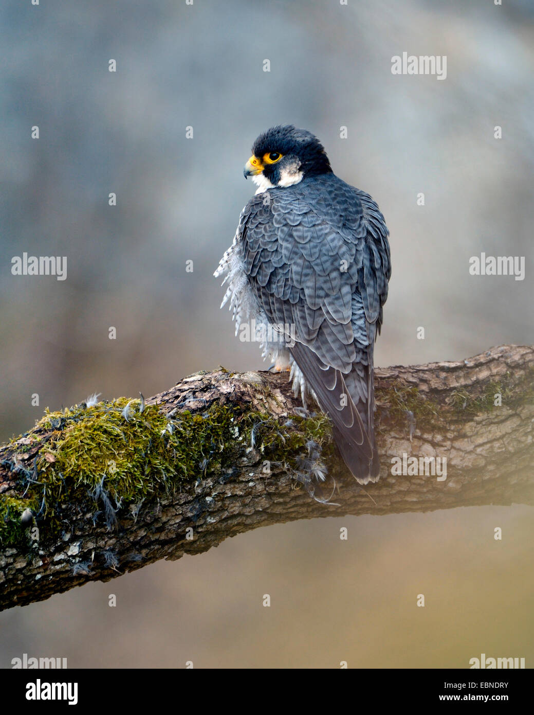 peregrine falcon (Falco peregrinus), male on a branch, Germany, Baden-Wuerttemberg Stock Photo