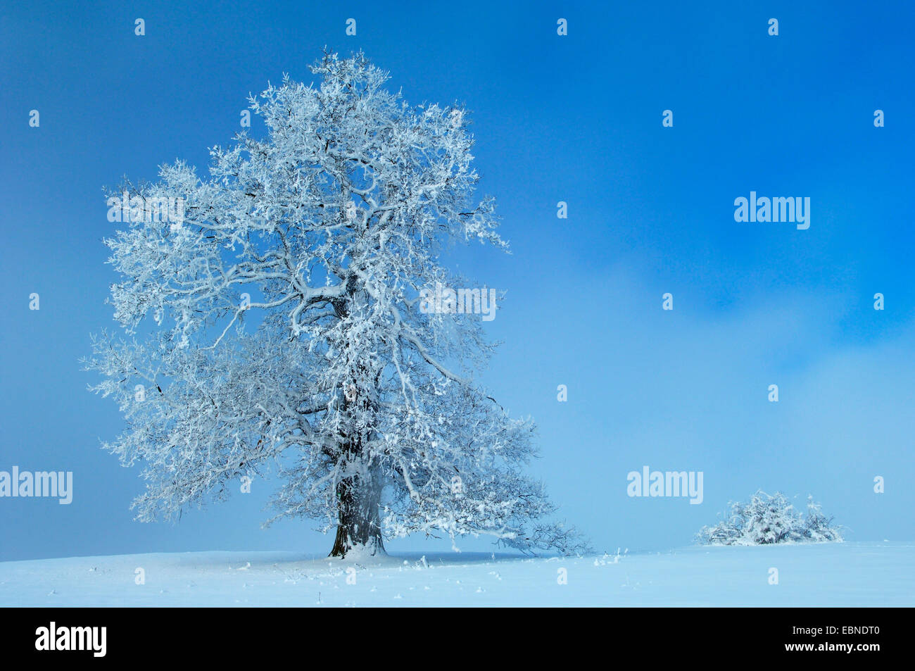 common oak, pedunculate oak, English oak (Quercus robur), old tree in winter with hoar frost, Germany, Baden-Wuerttemberg, Biosphaerengebiet Schwaebische Alb Stock Photo