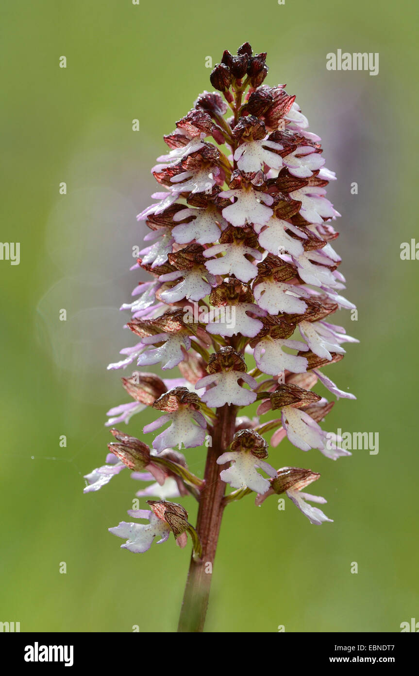lady orchid (Orchis purpurea), inflorescence, Germany, Baden-Wuerttemberg Stock Photo