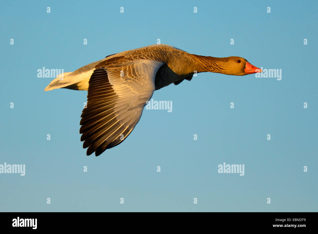 greylag goose (Anser anser), flying in first light, Germany, Bavaria Stock Photo