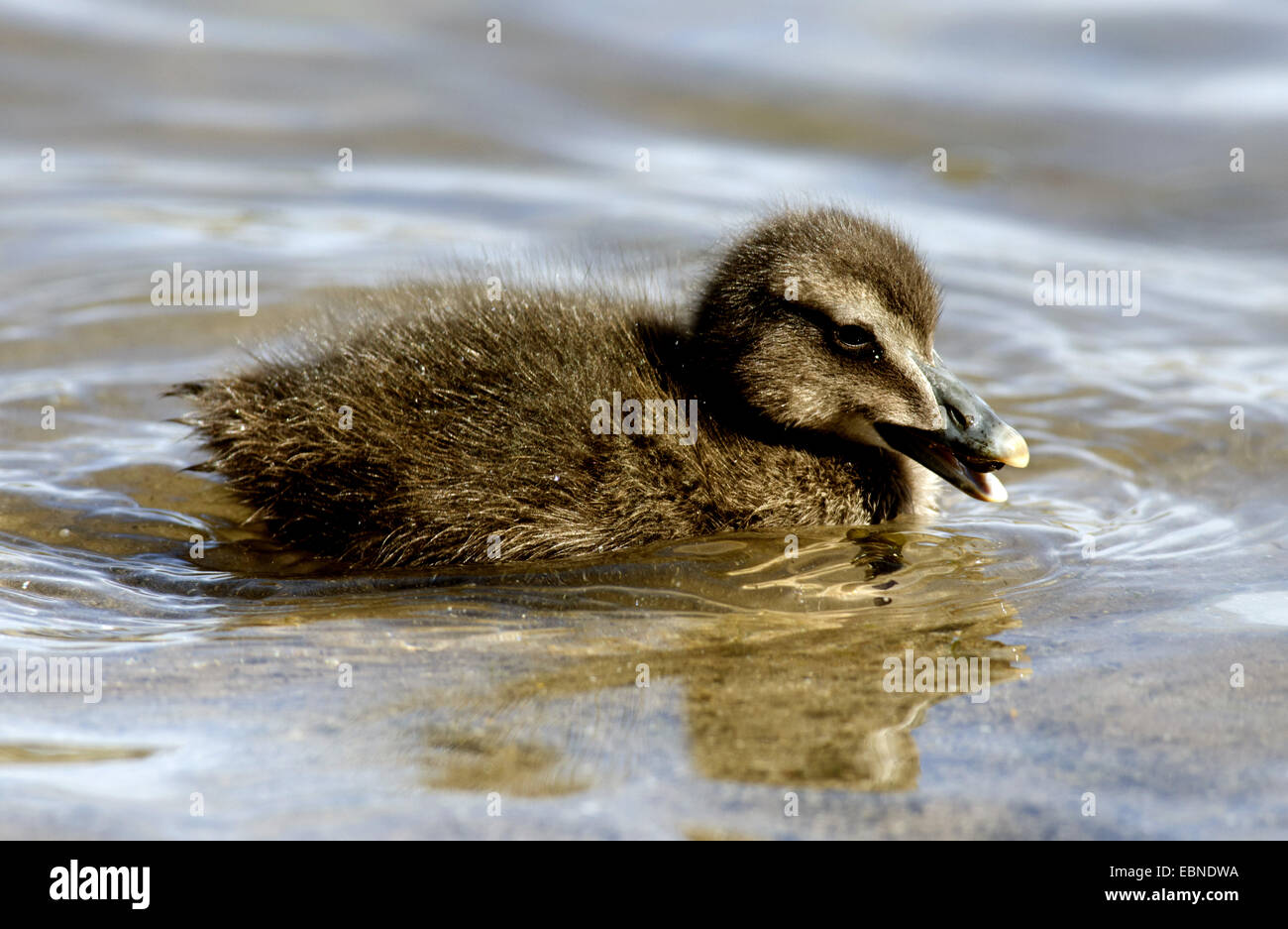 Common eider (Somateria mollissima), duckling swimming on water, United Kingdom, England, Northumberland Stock Photo