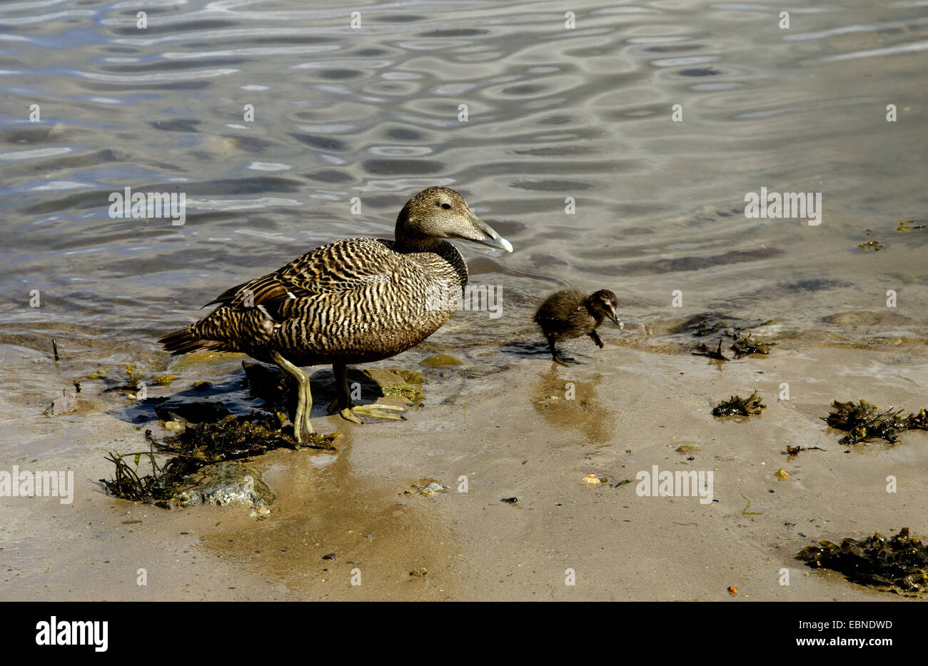 Common eider (Somateria mollissima), mother with duckling at the shore, United Kingdom, England, Northumberland Stock Photo