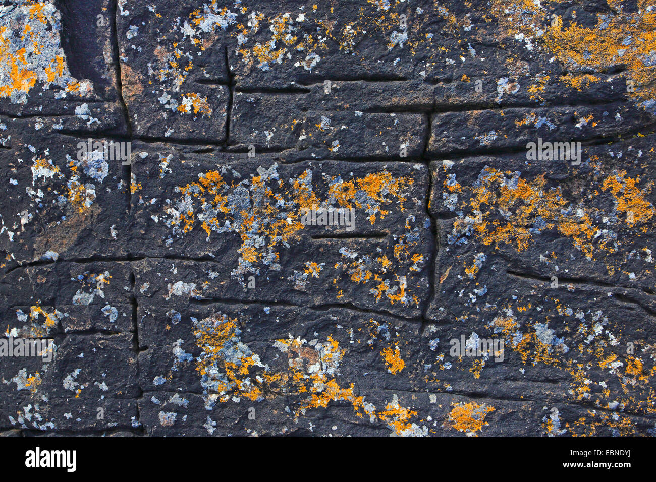 orange lichens on a rock, United Kingdom, Scotland Stock Photo