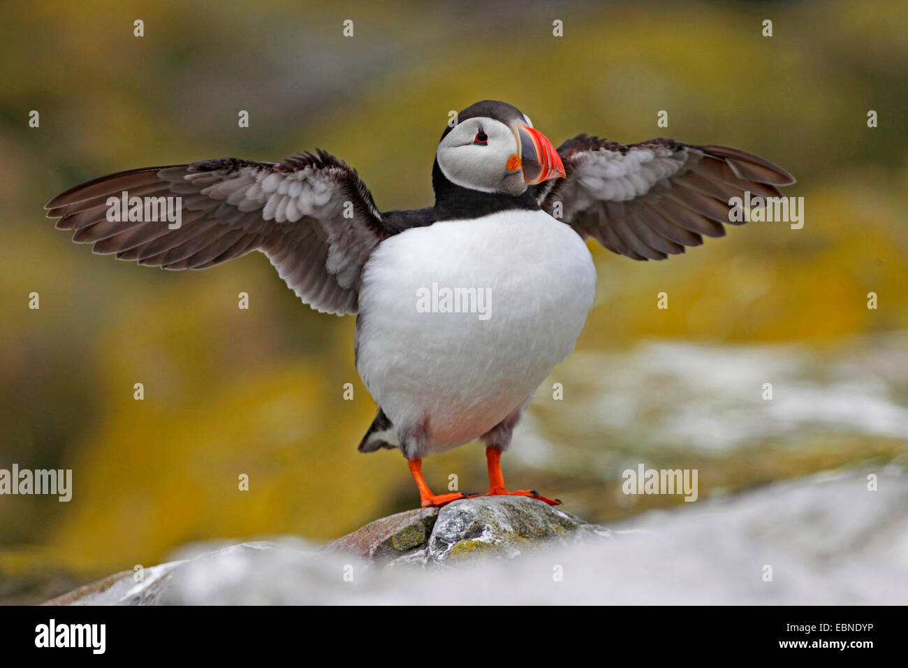 Atlantic puffin, Common puffin (Fratercula arctica), sitting with outstretched wings on a stone, United Kingdom, England, Farne Islands, Staple Island Stock Photo