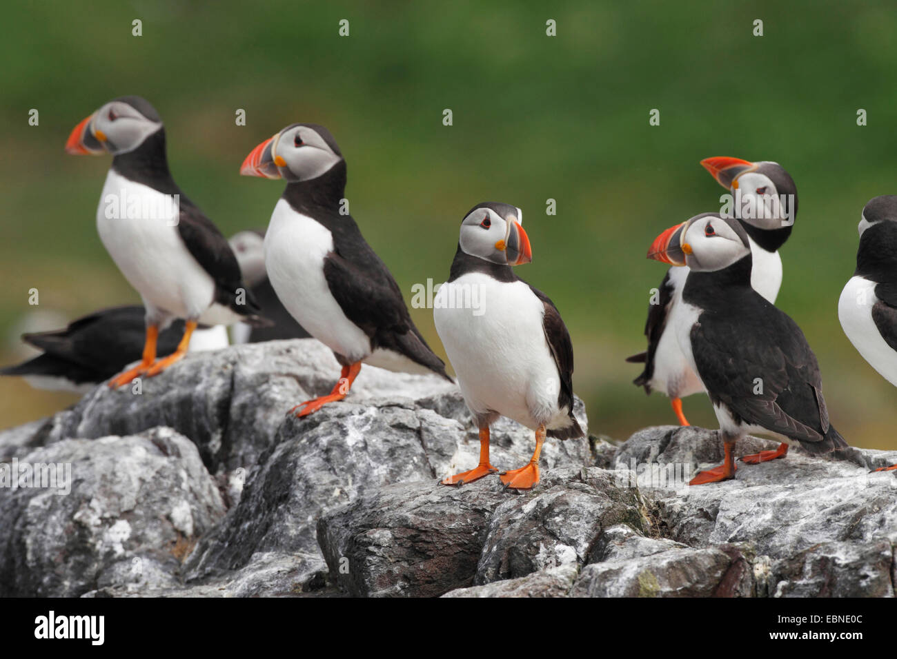 Atlantic puffin, Common puffin (Fratercula arctica), adult birds sitting together on a rock, United Kingdom, England, Farne Islands, Staple Island Stock Photo