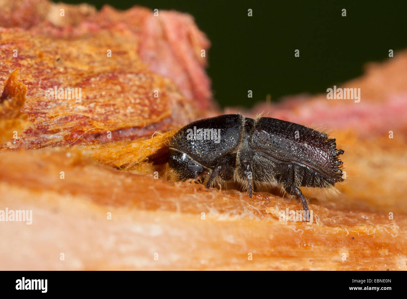 Bark beetle (Ips cf. sexdentatus), on deadwood, Germany Stock Photo