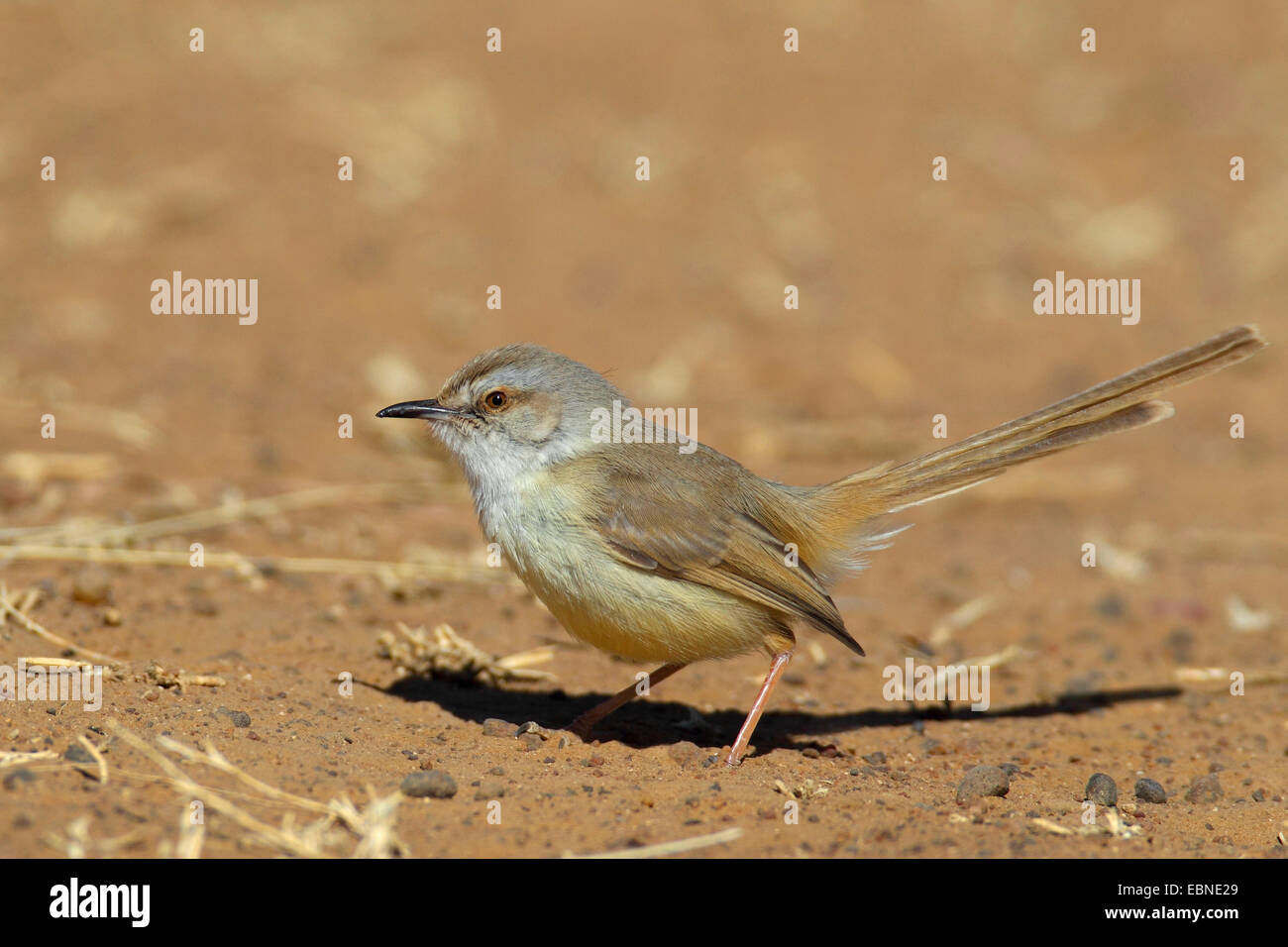 Black-chested prinia (Prinia flavicans), standing on the ground, eclipse plumage, South Africa, Barberspan Bird Sanctury Stock Photo