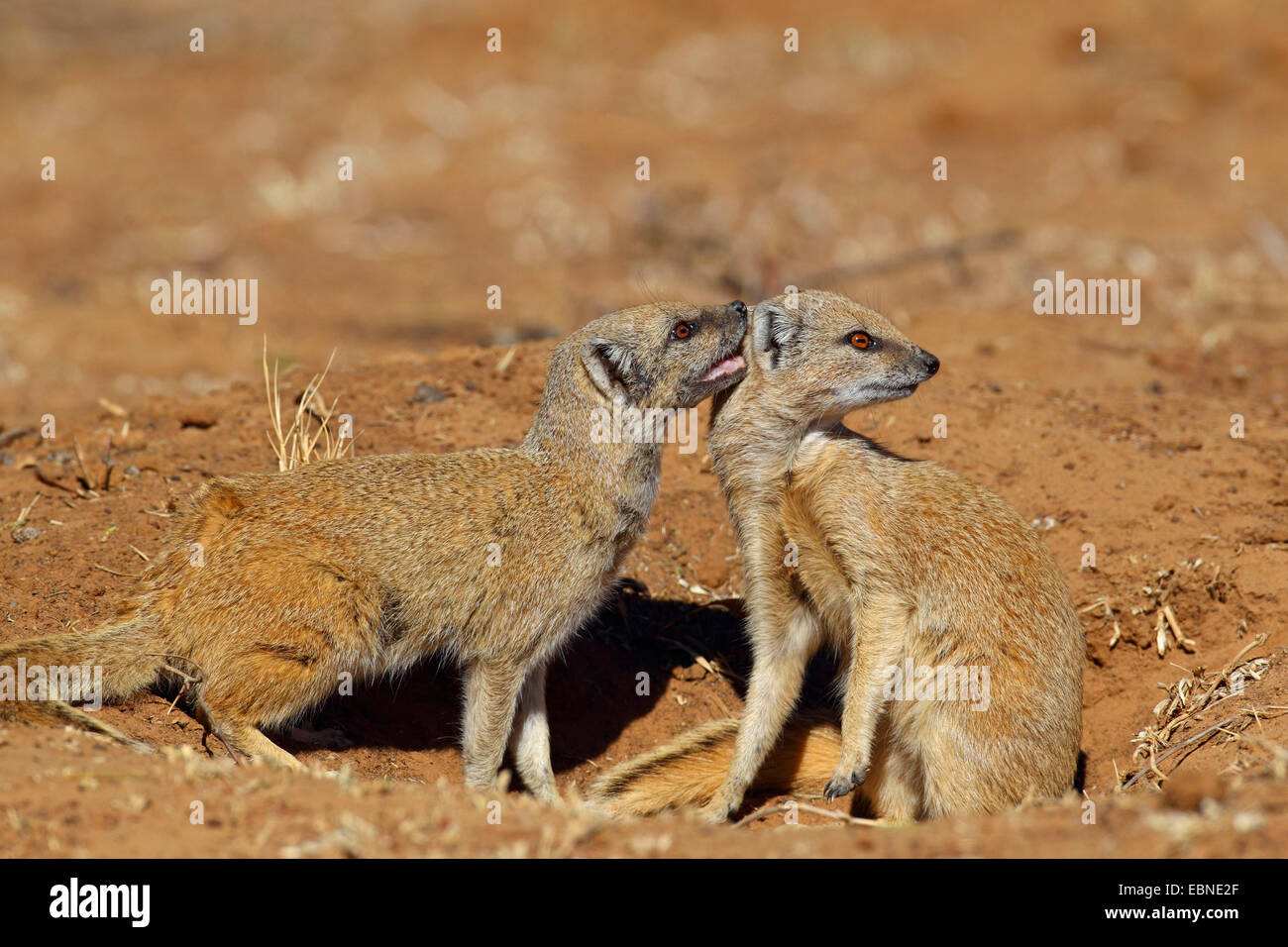 yellow mongoose (Cynictis penicillata), nibbling at the ear of the partner, South Africa, Barberspan Bird Sanctury Stock Photo