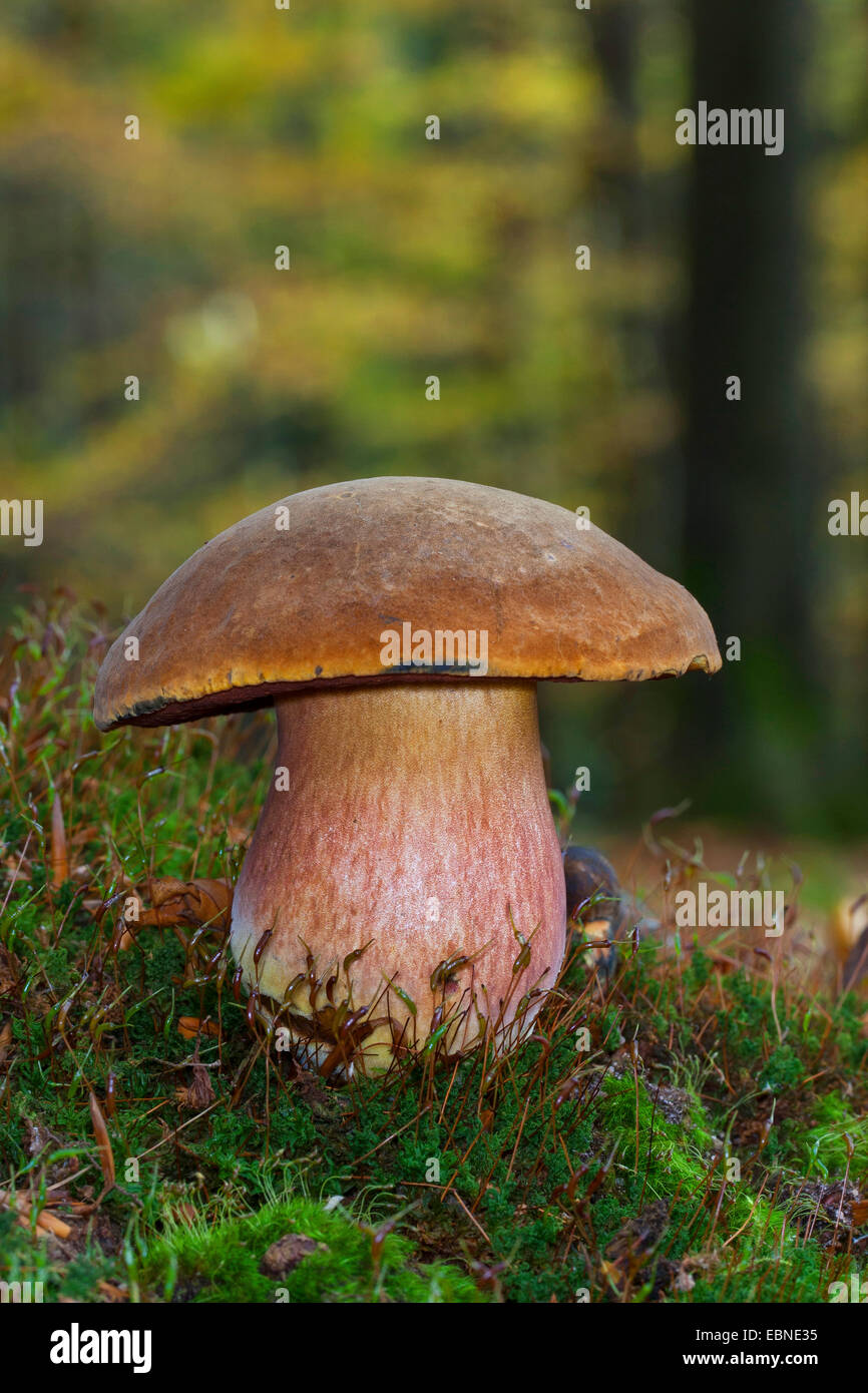 Dotted stem bolete, Dotted-stem bolete, Scarletina bolete (Boletus erythropus, Boletus luridiformis), on forest floor, Germany Stock Photo