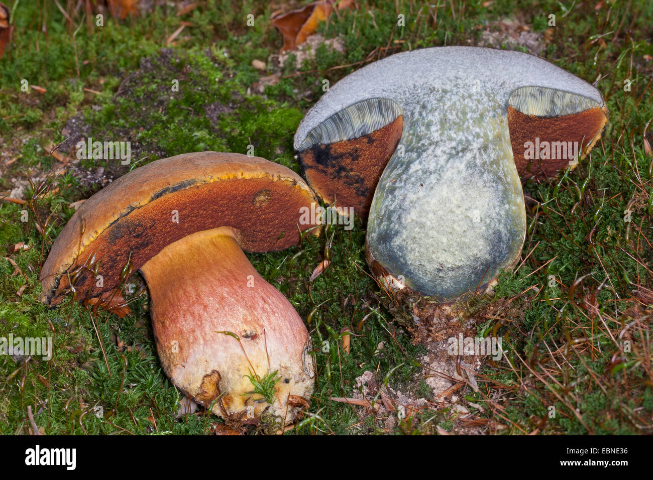 Dotted stem bolete, Dotted-stem bolete, Scarletina bolete (Boletus erythropus, Boletus luridiformis), halved Dotted stem bolete, Germany Stock Photo