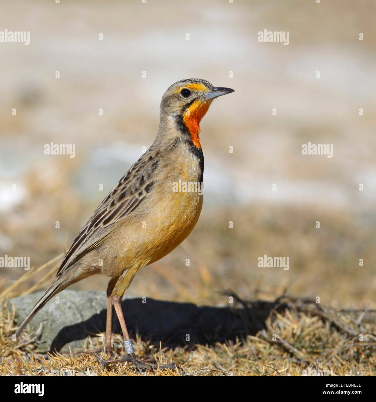 Cape longclaw (Macronyx capensis), standing on the ground, South Africa, Barberspan Bird Sanctury Stock Photo