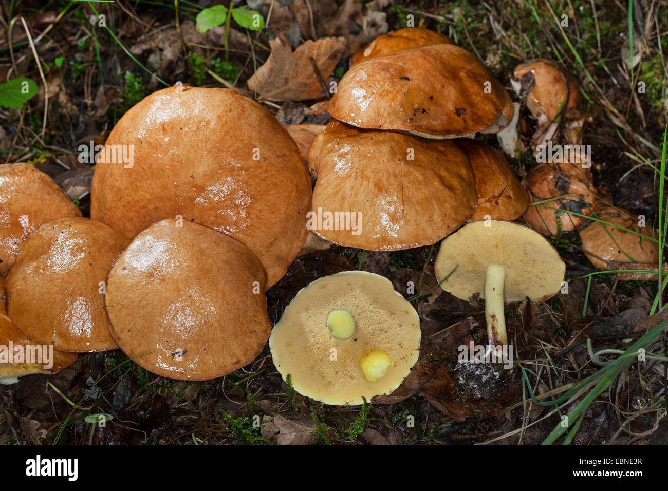 Weeping bolete, Granulated bolete (Suillus granulatus, Suillus lactifluus), several on forest floor, Germany Stock Photo