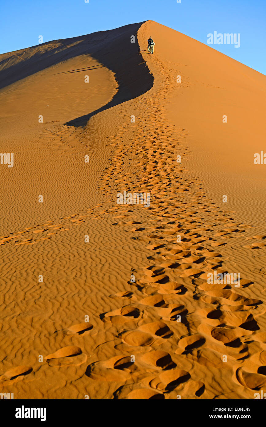 tourist climbing dune 45 in evening light, Namibia, Namib Naukluft ...