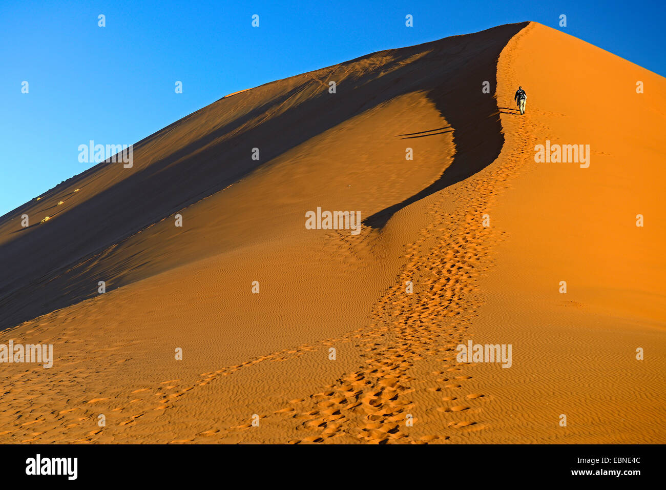 tourist climbing dune 45 in evening light, Namibia, Namib Naukluft ...