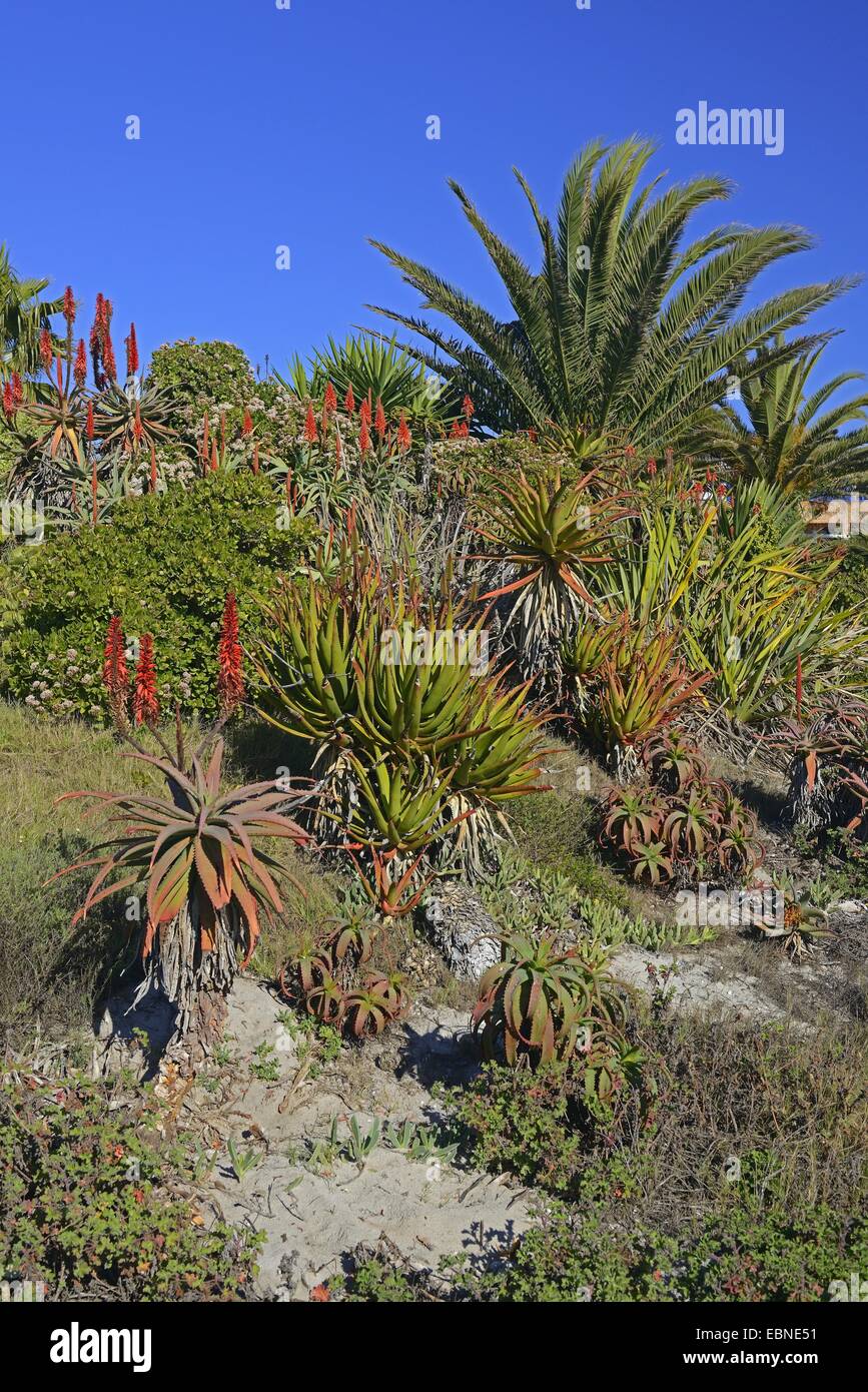 landscape with palm and aloes, South Africa, Western Cape Stock Photo