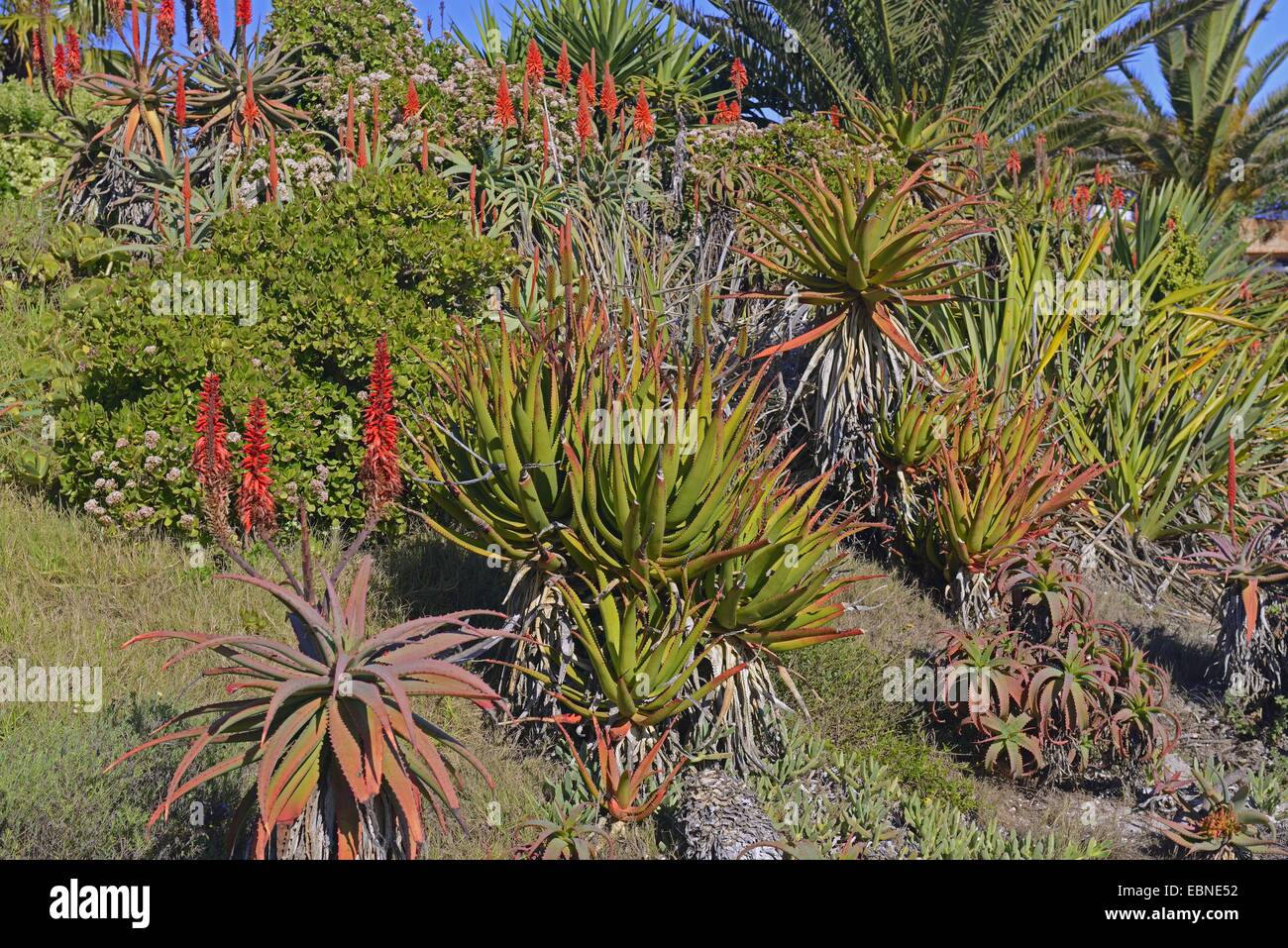 landscape with blooming aloes, South Africa, Western Cape Stock Photo