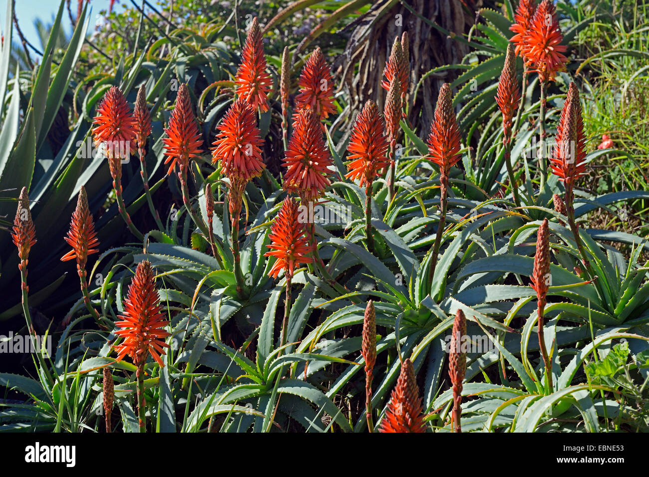 Aloe (Aloe spec.), blooming Aloes, South Africa, Western Cape Stock Photo