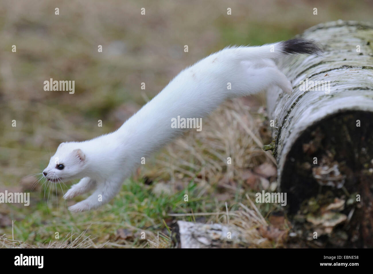 Ermine, Stoat, Short-tailed weasel (Mustela erminea), in winter coat, jumping from a dead tree trunk, Germany Stock Photo