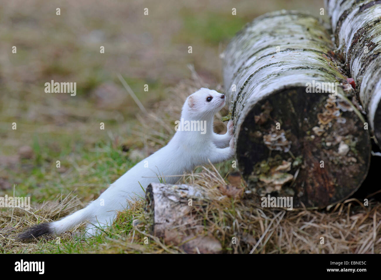 Ermine, Stoat, Short-tailed weasel (Mustela erminea), in winter coat, climbing on a dead tree trunk, Germany Stock Photo