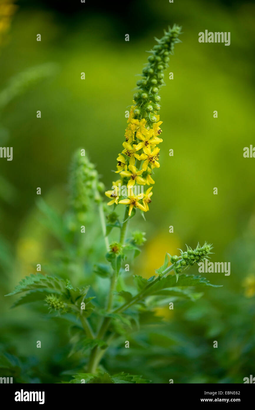 Fragrant agrimony (Agrimonia procera), blooming, Germany Stock Photo