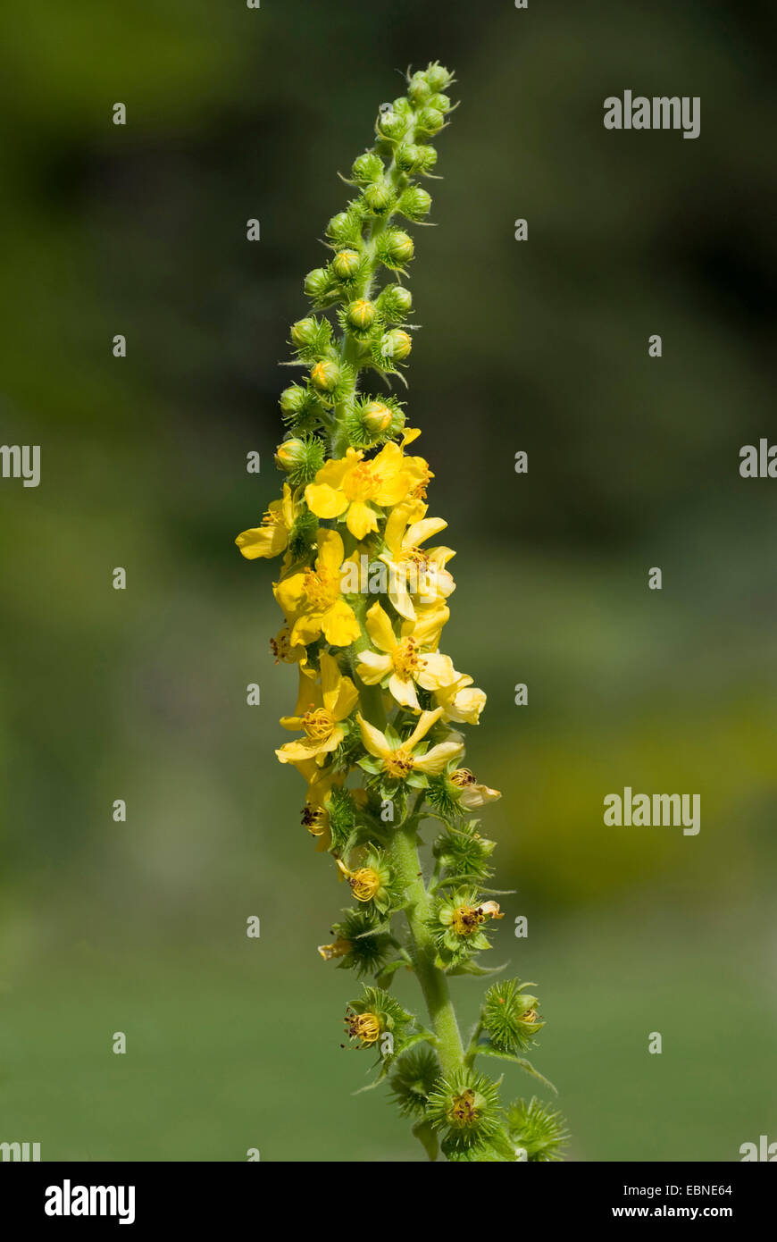 Agrimony (Agrimonia repens), inflorescence Stock Photo - Alamy