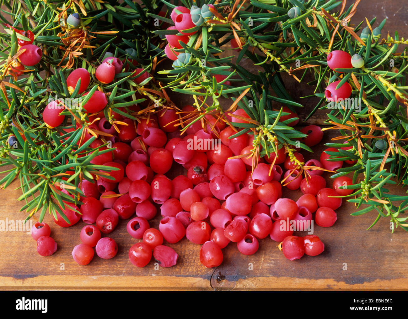 Common yew, English yew, European yew (Taxus baccata), seeds of yew with red aril, Germany Stock Photo