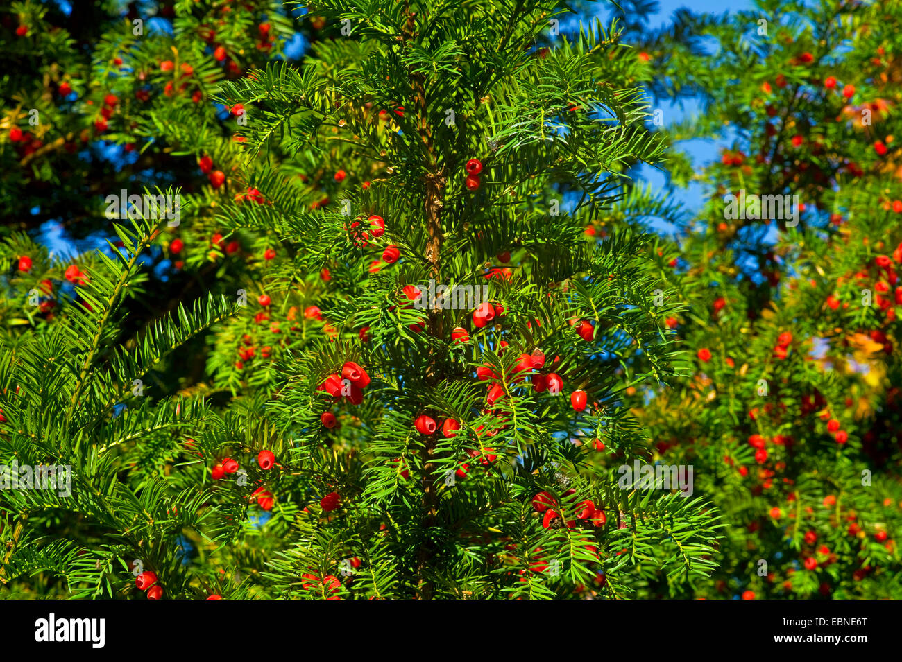 Common yew, English yew, European yew (Taxus baccata), branches with seeds, Germany Stock Photo