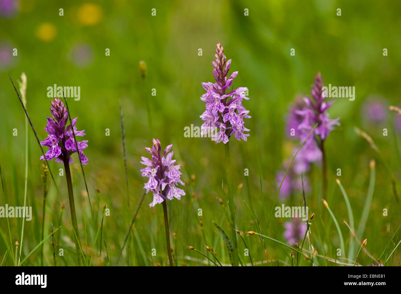 common spotted-orchid (Dactylorhiza fuchsii, Dactylorhiza maculata ssp. fuchsii), blooming in a meadow, Switzerland, Bernese Oberland Stock Photo