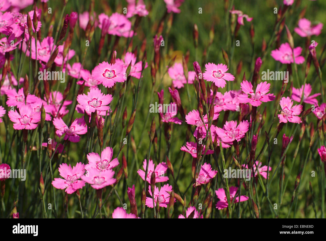maiden pink (Dianthus deltoides), blooming in a meadow, Germany Stock Photo