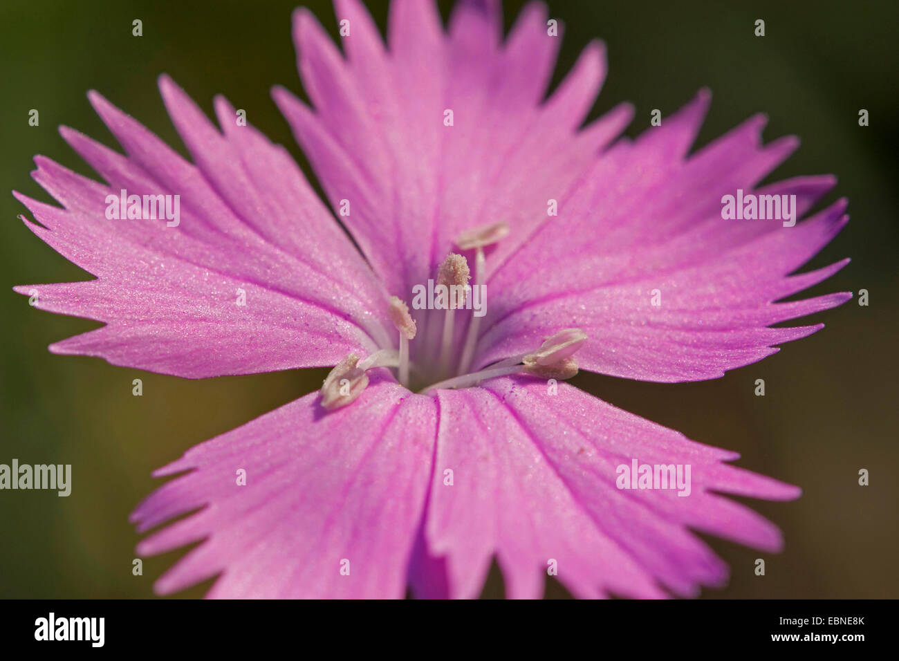 Gallic Pink (Dianthus gallicus), flower with stamina Stock Photo