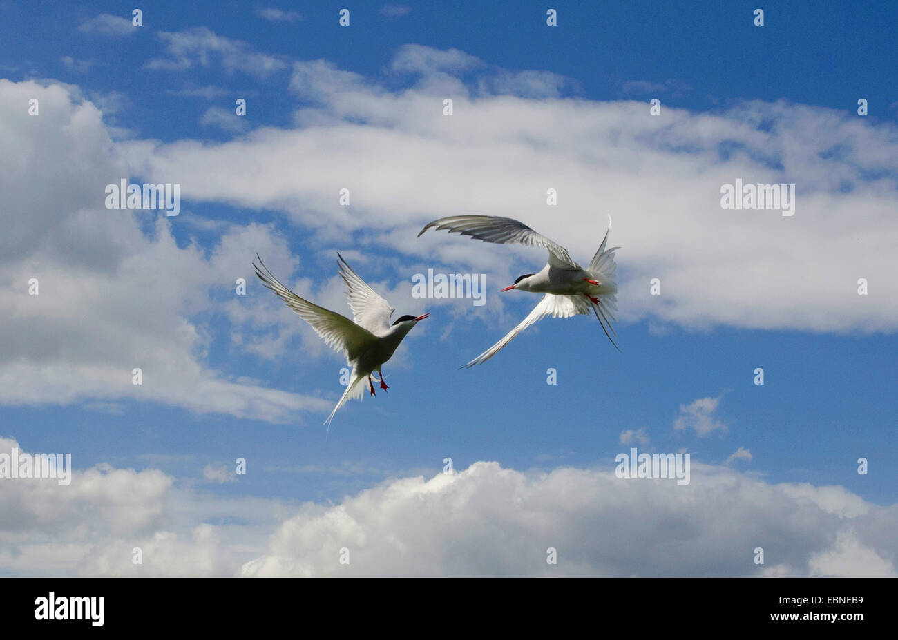 arctic tern (Sterna paradisaea), two artic terns fighting in the sky, United Kingdom, England, Northumberland Stock Photo