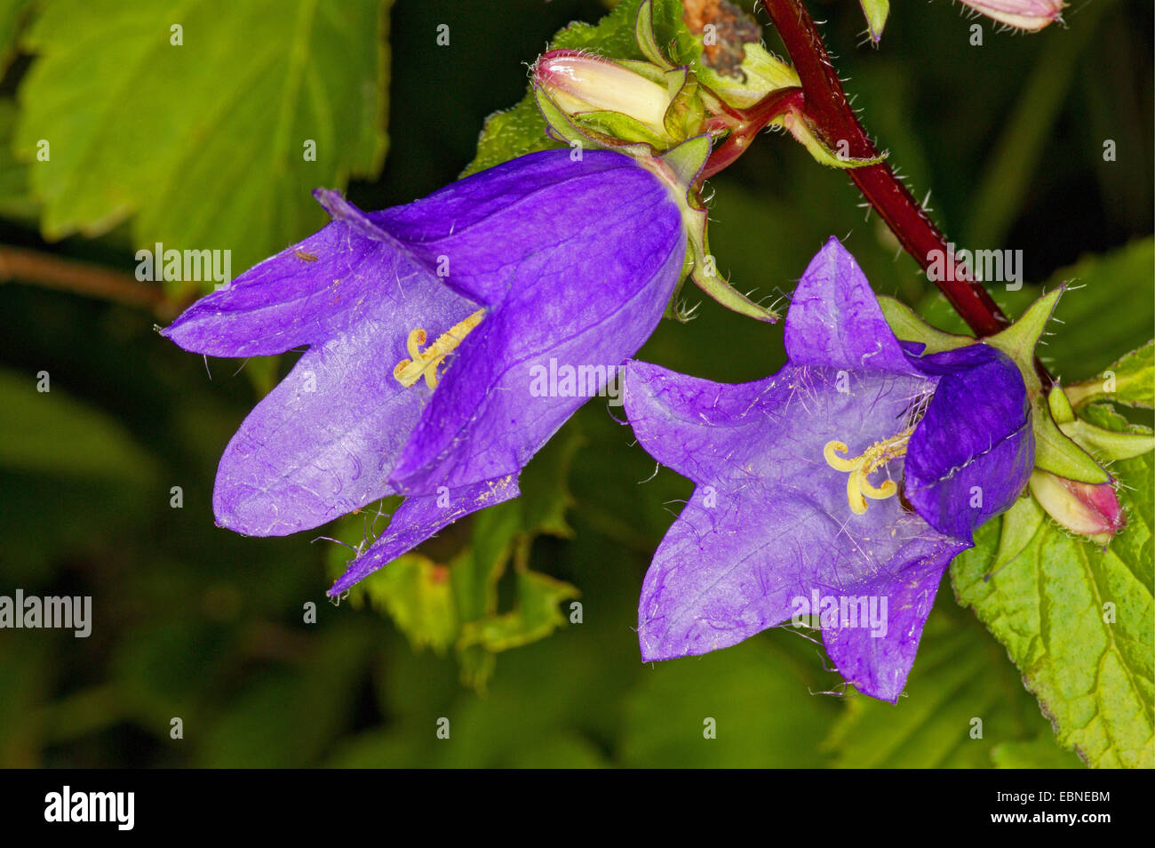 batsinthebelfry, nettleleaved bellflower (Campanula trachelium
