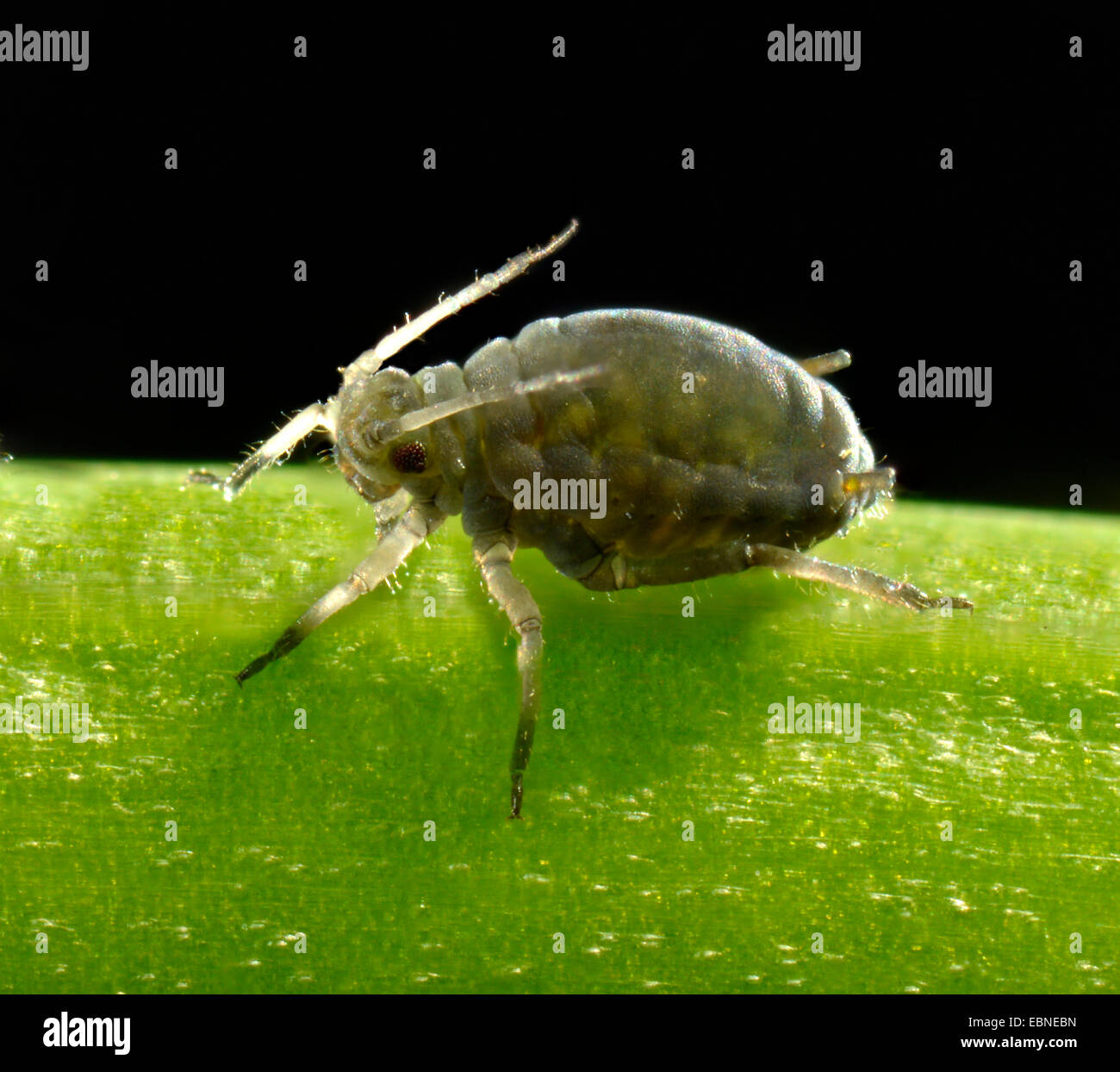 black bean aphid, blackfly (Aphis fabae), sitting on a stipe, Germany, Baden-Wuerttemberg Stock Photo