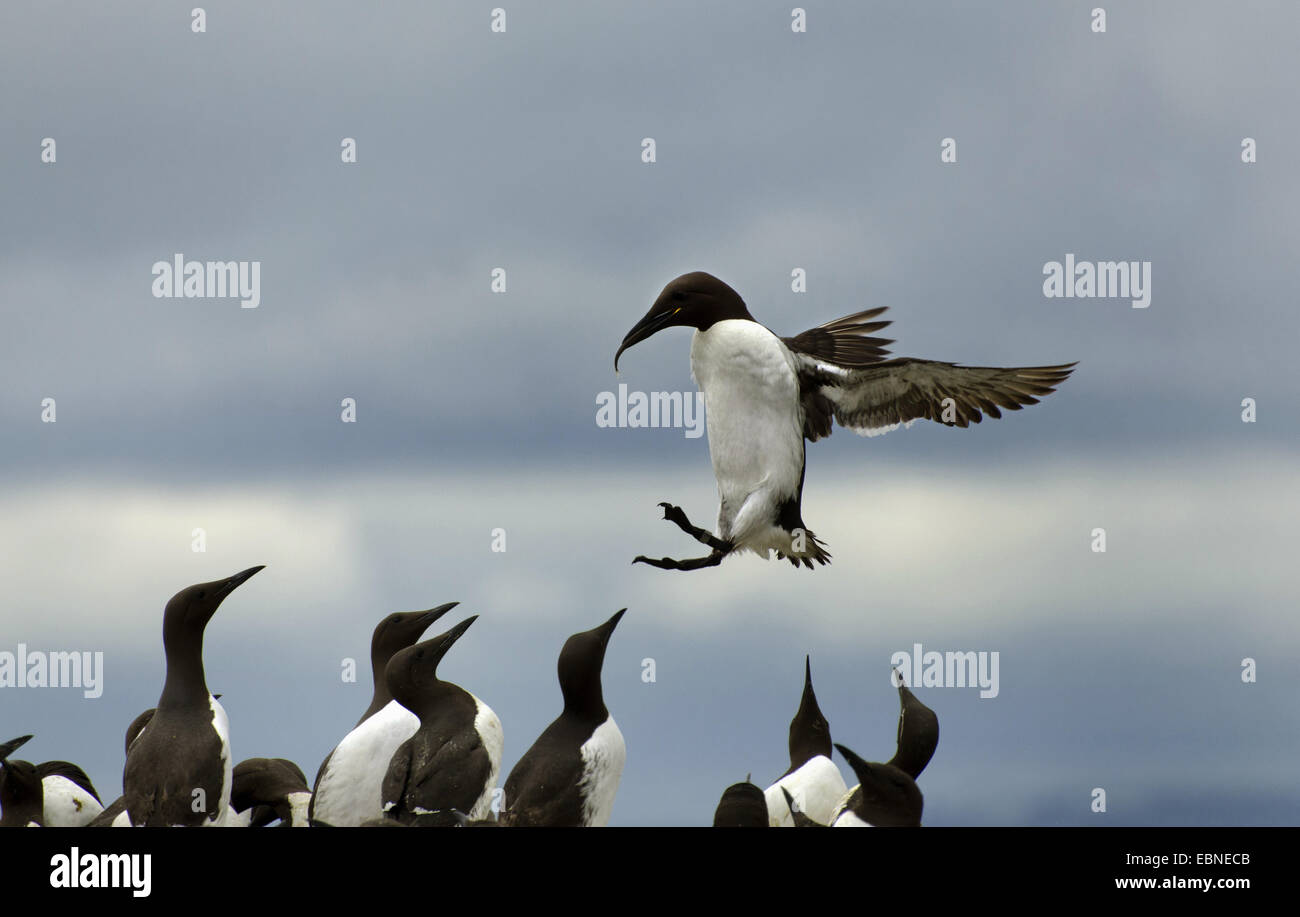 common guillemot (Uria aalge), with fish, landing at colony, United Kingdom, England, Northumberland, Farne Islands Stock Photo
