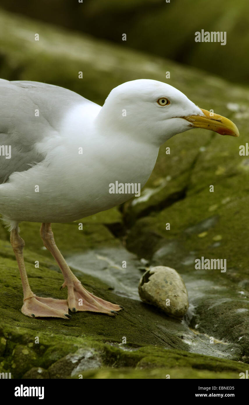 Herring gull egg farne island hires stock photography and images Alamy