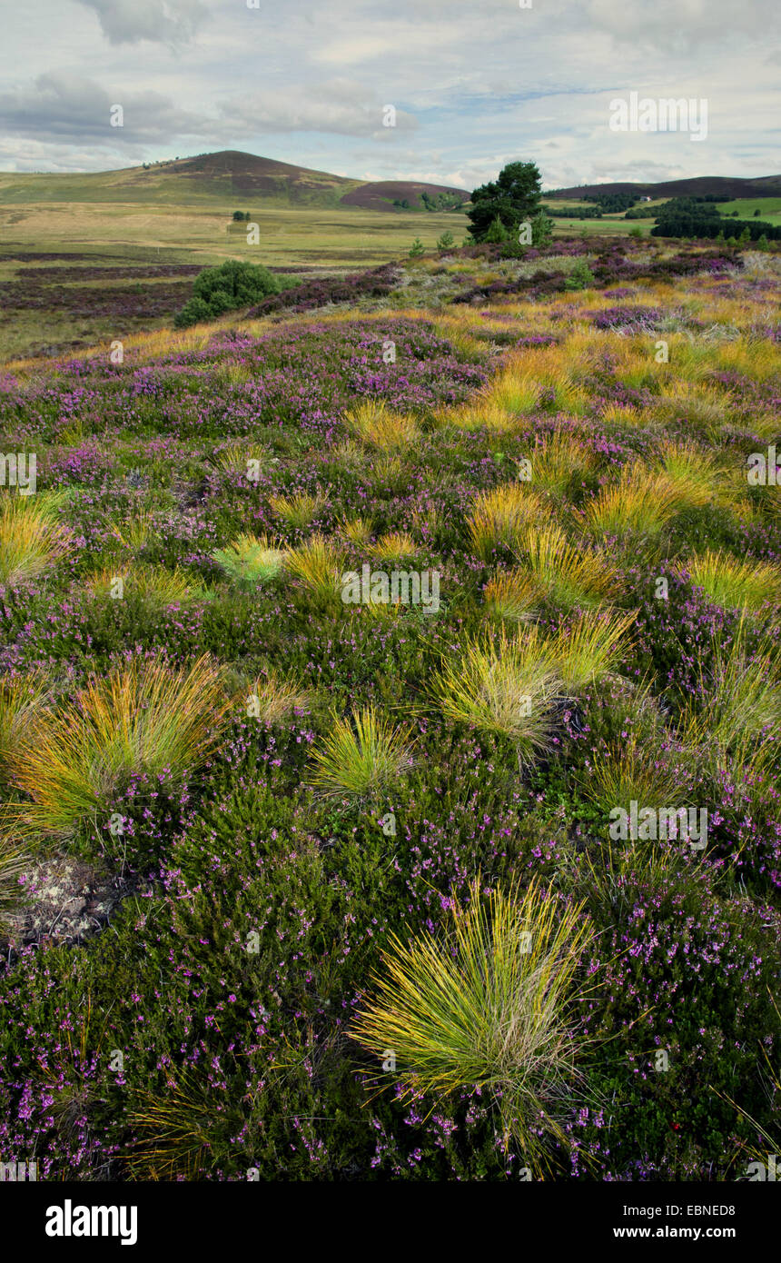 Common Heather, Ling, Heather (Calluna vulgaris), flowering haethland, United Kingdom, Scotland, Cairngorms National Park, Cromdale Hills Stock Photo