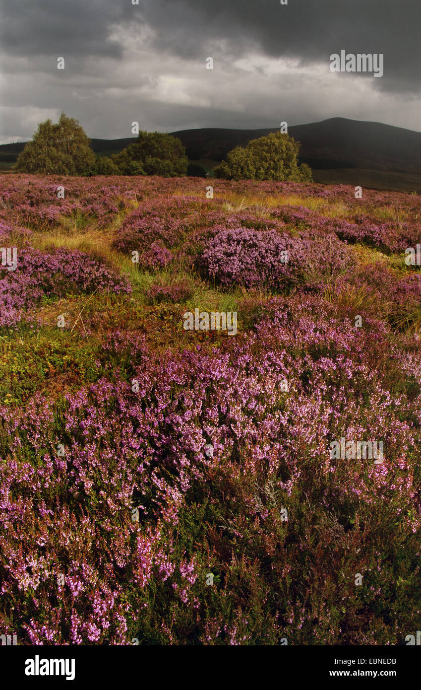 Common Heather, Ling, Heather (Calluna vulgaris), approaching thunderstorm over flowering heathland, United Kingdom, Scotland, Cairngorms National Park, Cromdale Hills Stock Photo