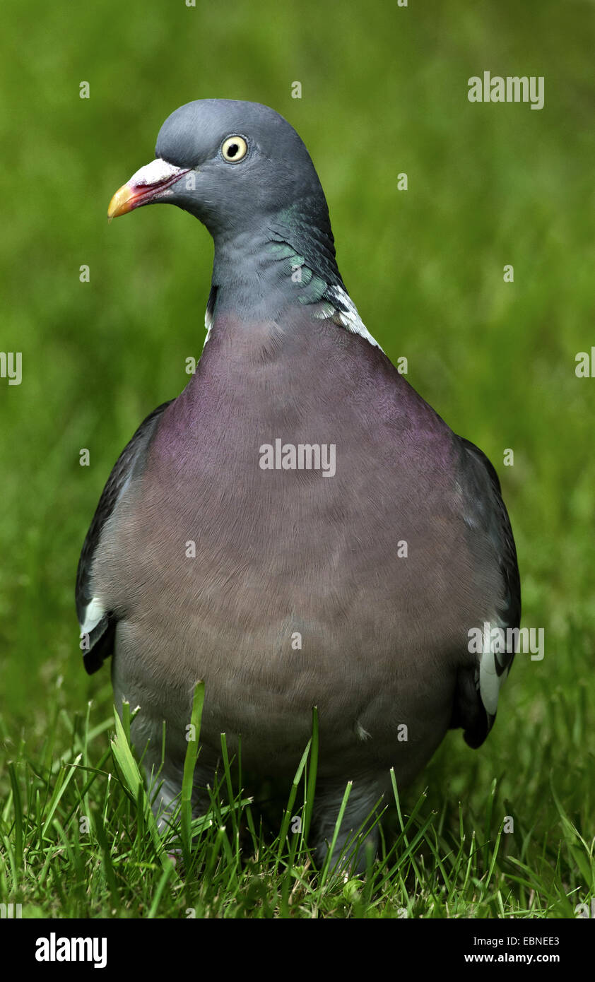 wood pigeon (Columba palumbus), sitting in grass, United Kingdom, Scotland, Cairngorms National Park Stock Photo