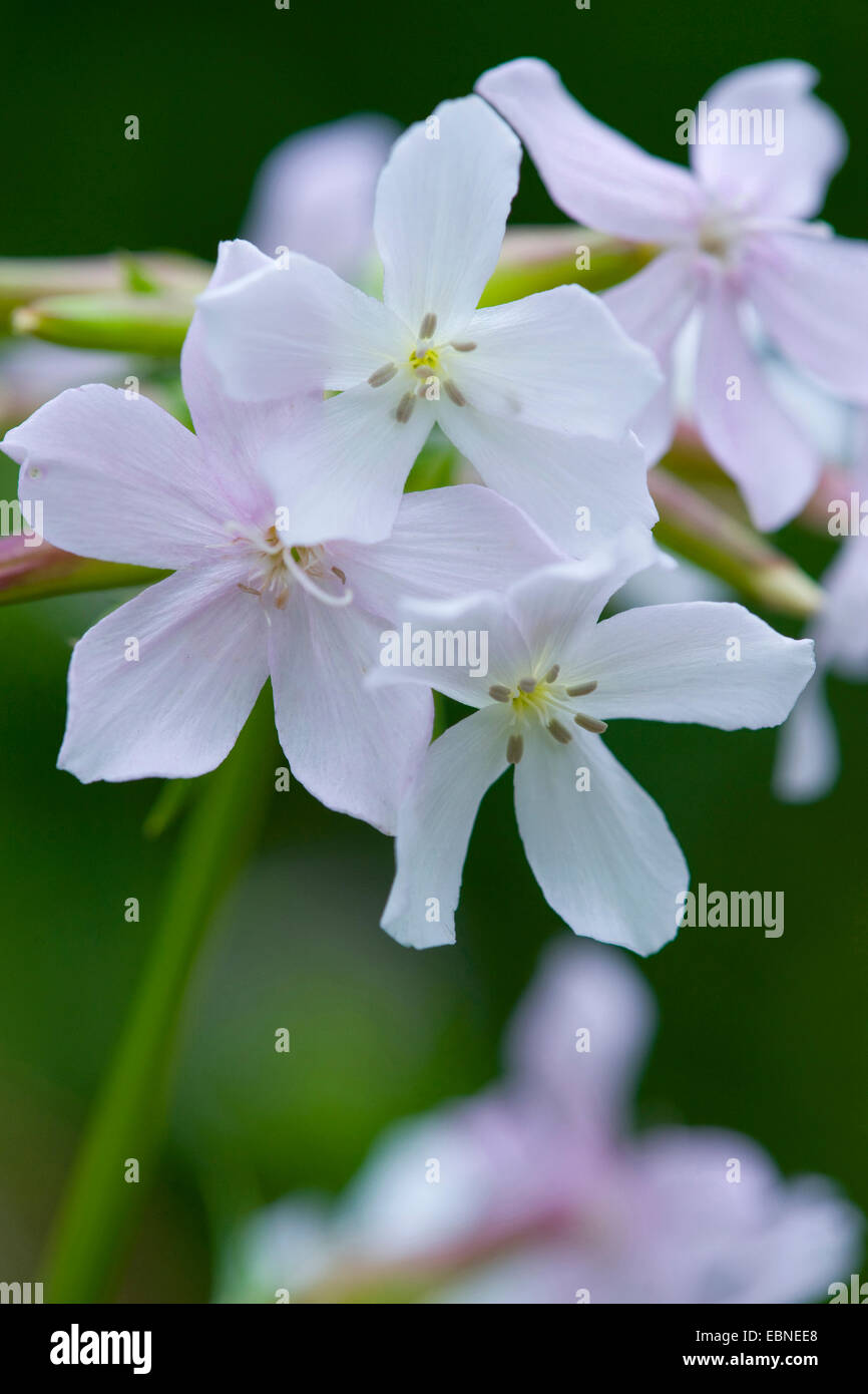 bouncingbet, bouncing-bet, soapwort (Saponaria officinalis), blooming, Germany Stock Photo