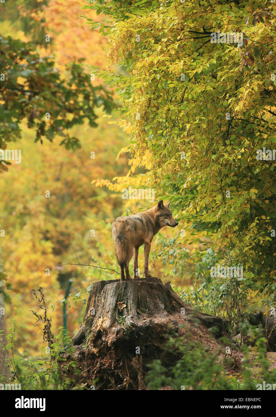 Canis lupus forest wolf europe snag hi-res stock photography and images ...