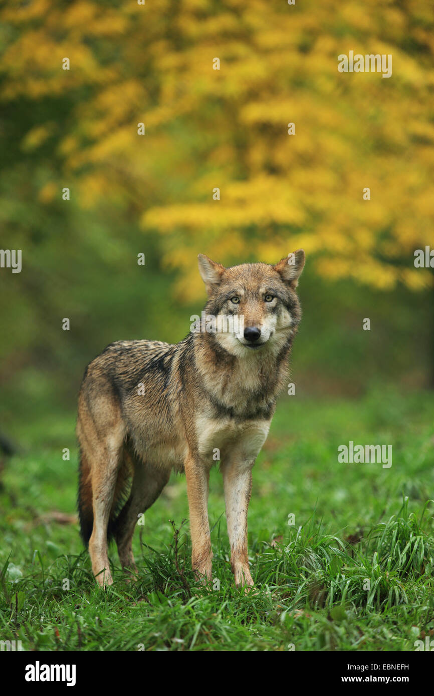 European gray wolf (Canis lupus lupus), in autumn forest, Germany, Bavaria Stock Photo