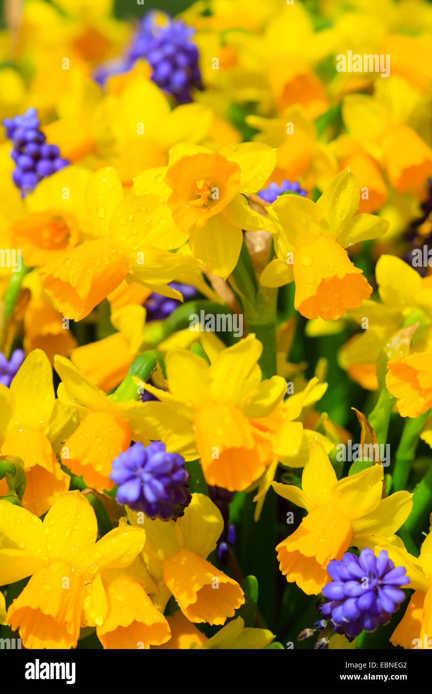 daffodil (Narcissus spec.), with grape hyacinth Stock Photo