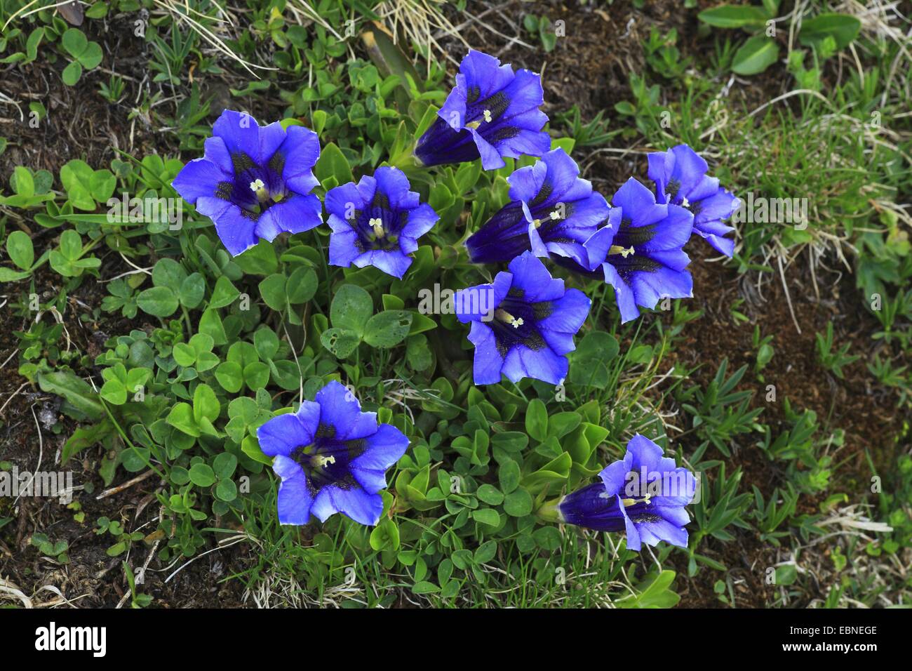 Gentiana clusii (Gentiana clusii), blooming, Switzerland, Bernese Oberland Stock Photo