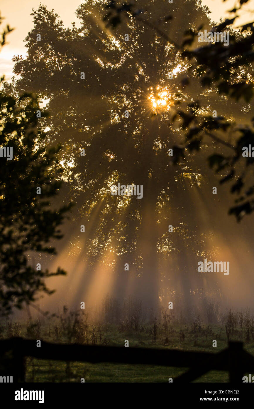 tree in morning sun with crepuscular rays, Germany, Schleswig-Holsten, Luetjensee Stock Photo