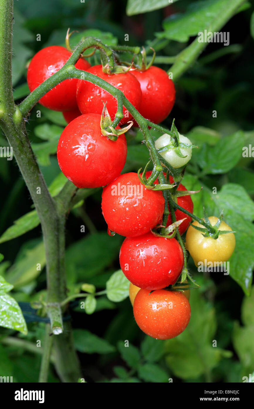 garden tomato (Solanum lycopersicum, Lycopersicon esculentum), cultivar Picolino Stock Photo