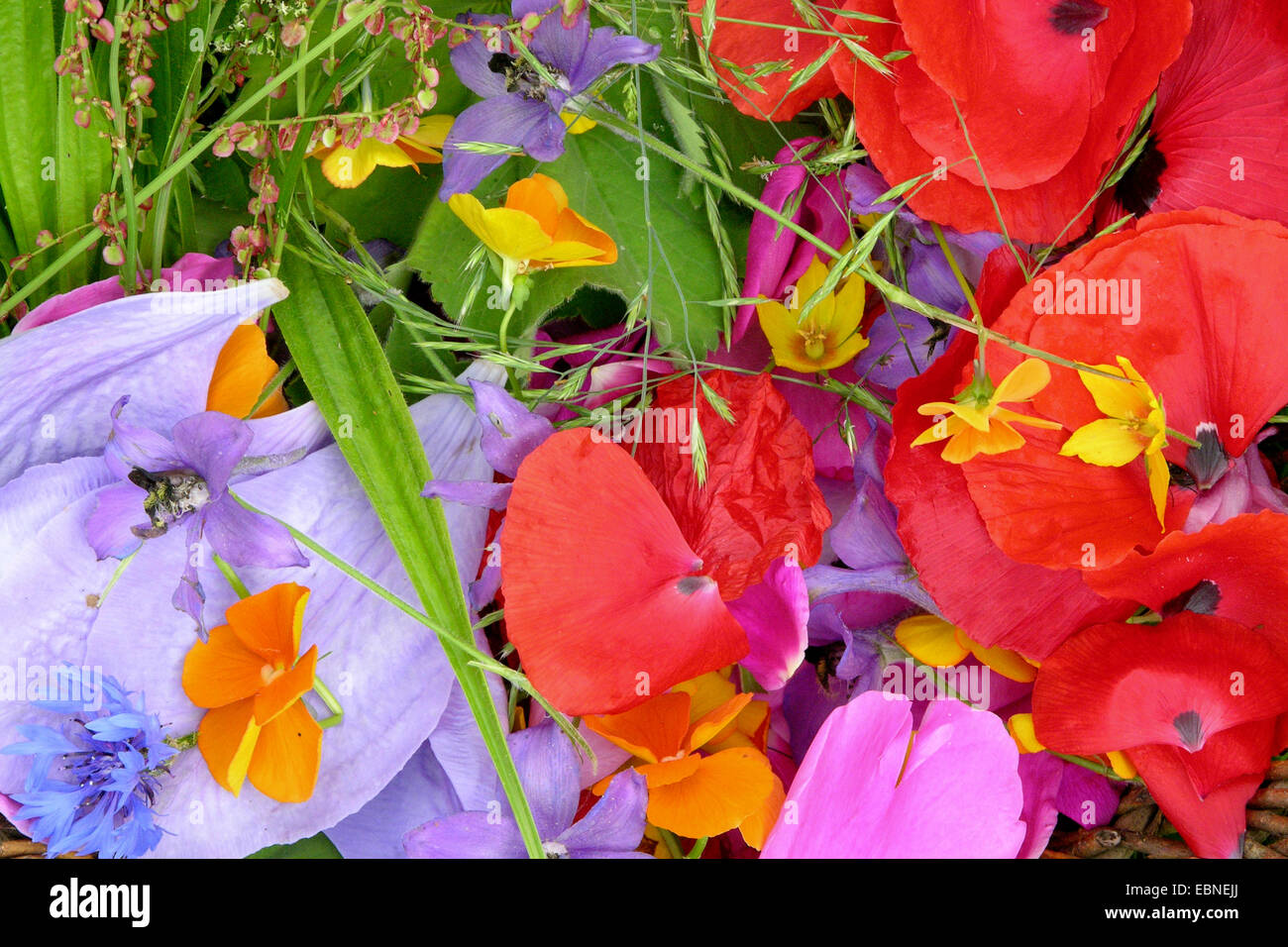 collected colourful blossoms, Germany Stock Photo
