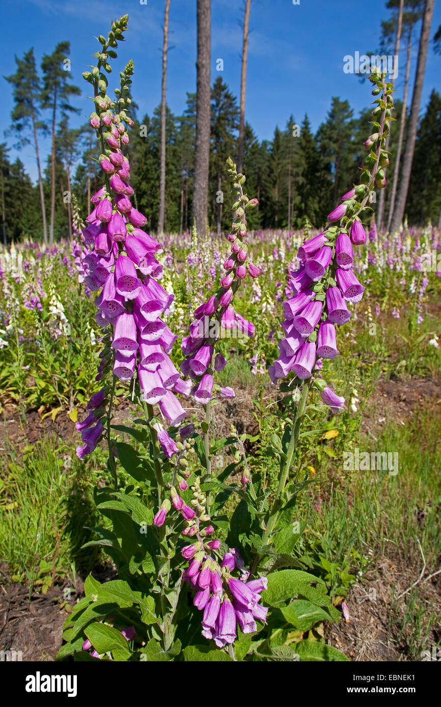common foxglove, purple foxglove (Digitalis purpurea), blooming on ...