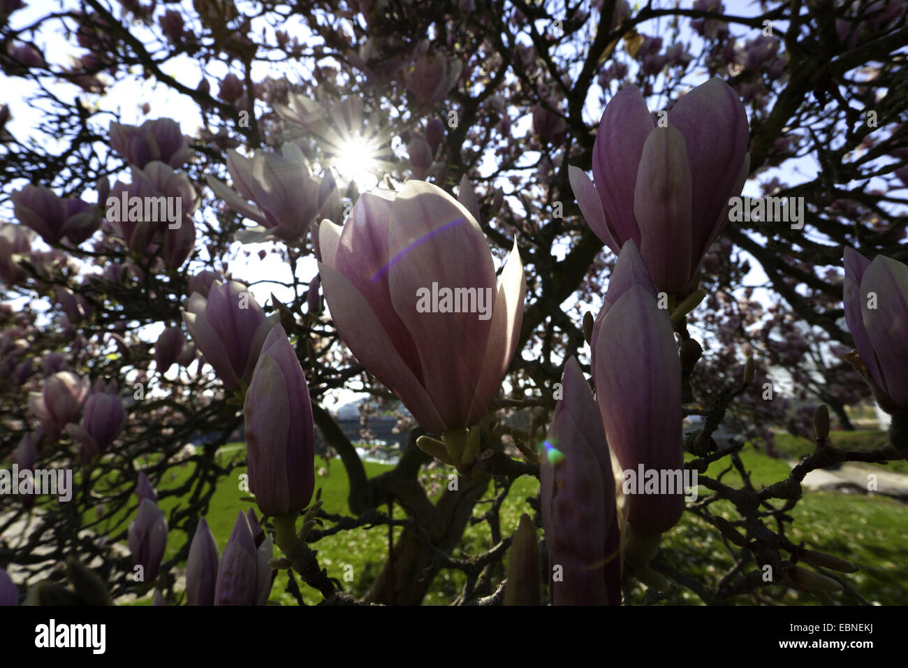 saucer magnolia (Magnolia x soulangiana, Magnolia soulangiana, Magnolia ...